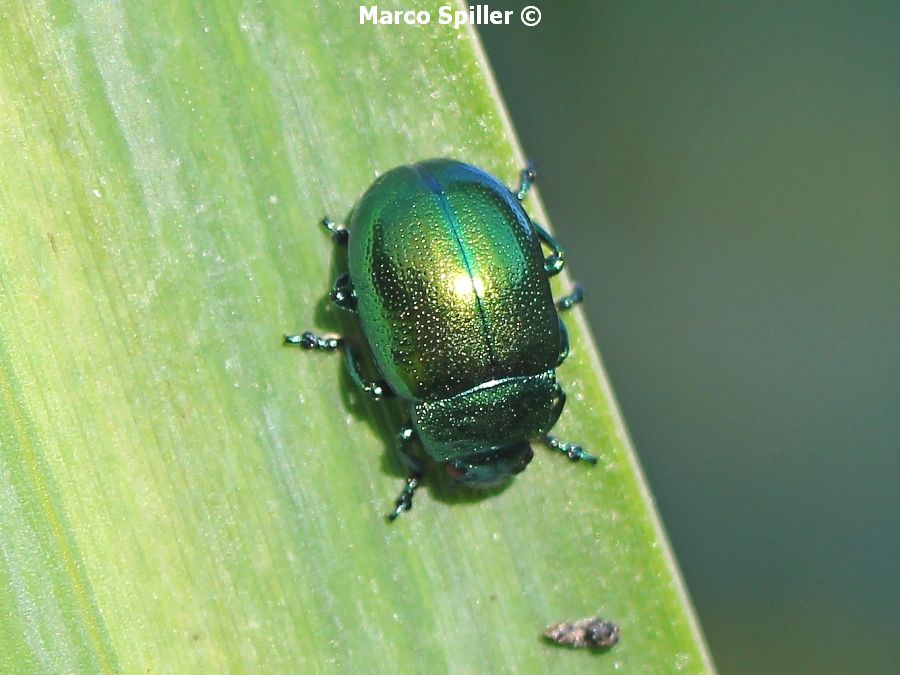 Chrysolina herbacea, Chrysomelidae